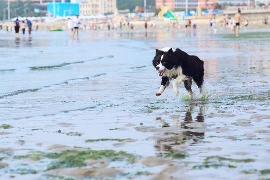 邊境牧羊犬