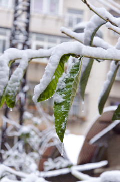 雪景枝條