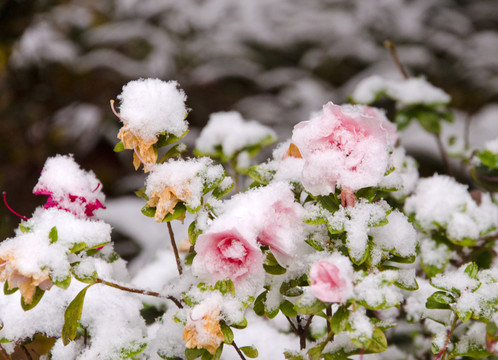 冰雪中的玫瑰