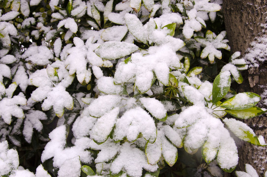 雪景
