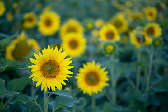 葵花