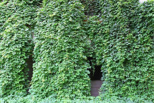 爬山虎 爬墻虎 植物 藤條