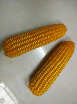 玉米棒