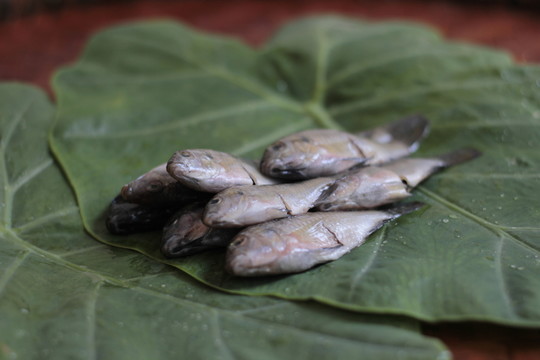 野生小魚羅非魚仔