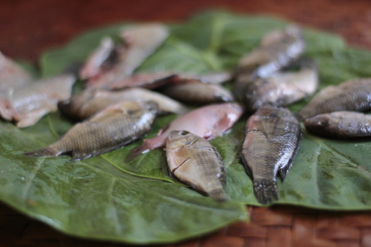 野生羅非魚仔