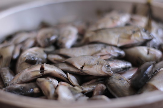 野生羅非魚仔 生魚小魚