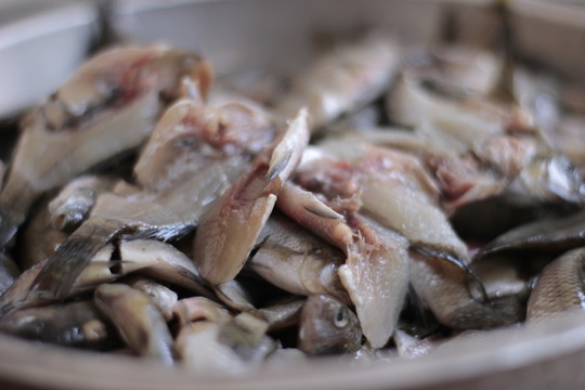 野生羅非魚仔 生魚小魚