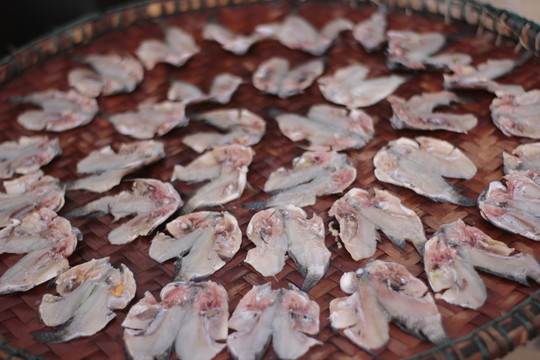 一個(gè)簸箕的羅非魚(yú)