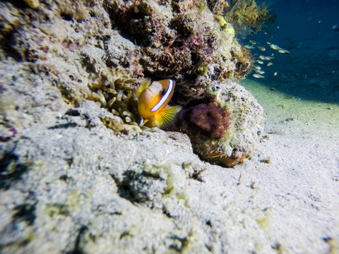小丑魚