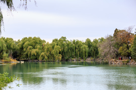 北京大學(xué)校園風(fēng)光未名湖秋色柳樹(shù)