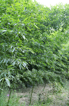 竹林 竹子