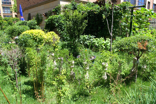 園林 植物 小區(qū) 花園 綠植