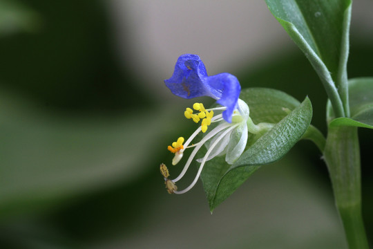 綠蘿花 綠蘿