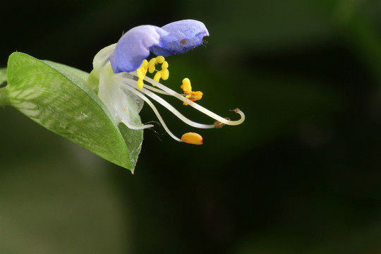 綠蘿 綠蘿花