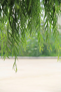 垂柳