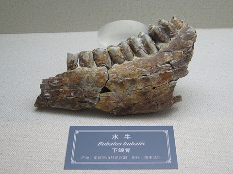 三峽博物館水牛下頜骨