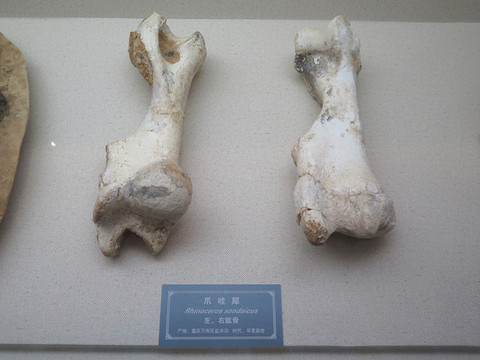 三峽博物館爪哇犀左右肱骨
