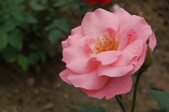 粉紅色月季