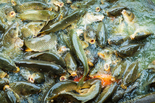 魚(yú)群搶食