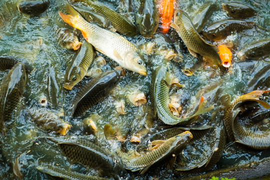 魚群搶食