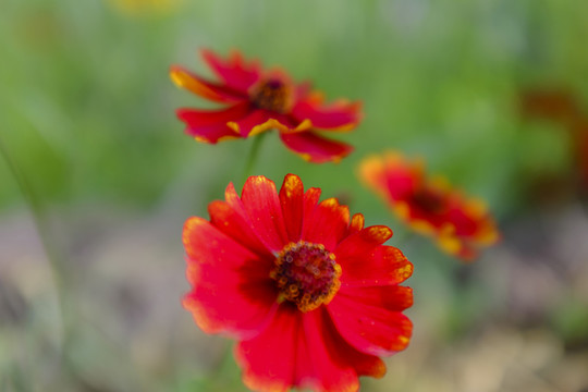 雪菊