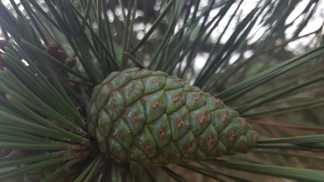松球