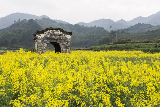 油菜花