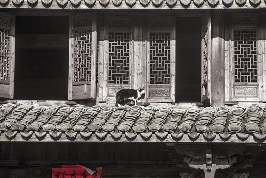 在屋頂?shù)呢? style=