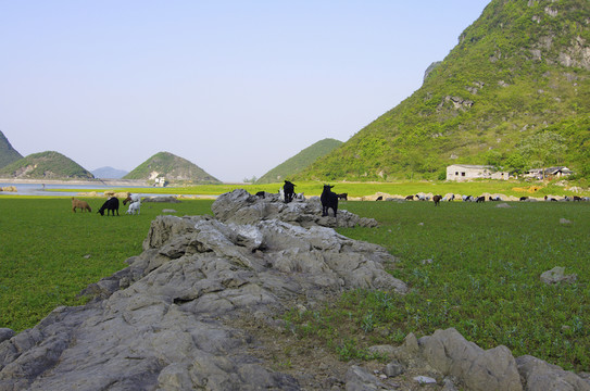 牧場(chǎng)