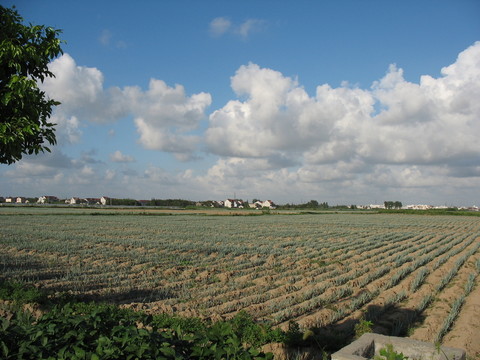 田野
