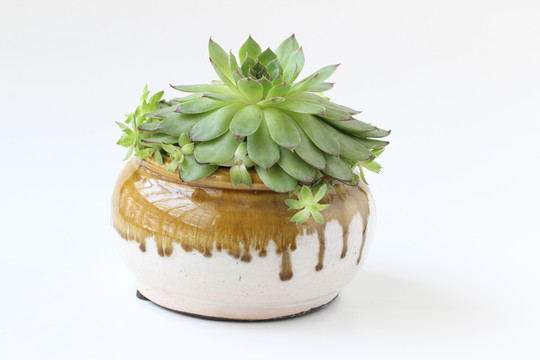 多肉植物觀音蓮