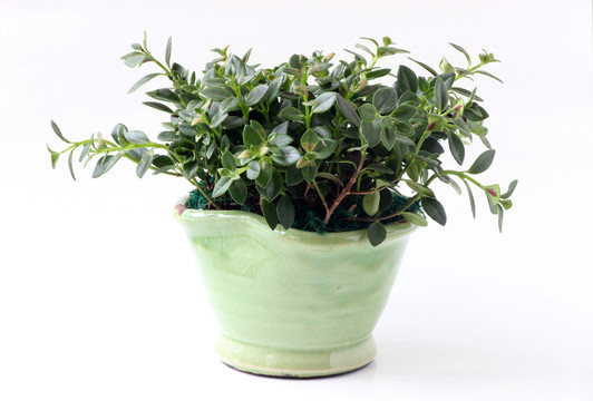 盆栽植物魚(yú)嘴花