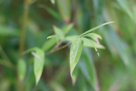 竹葉