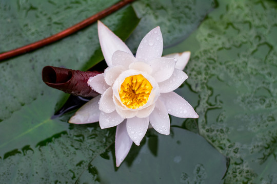 荷花