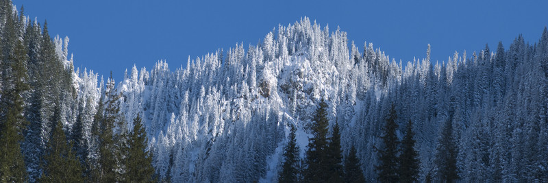 雪松