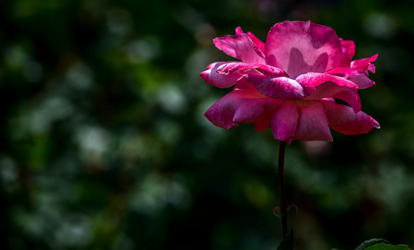 花卉