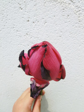 夏季紅色荷花