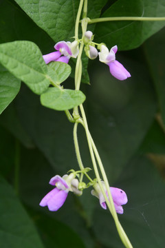 豆角花