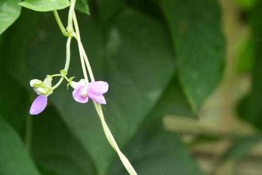 豆角花