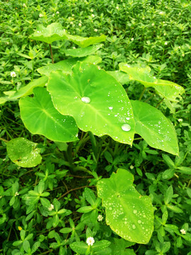芋葉
