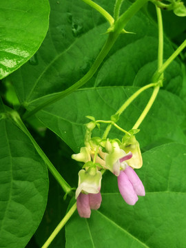 豆角花