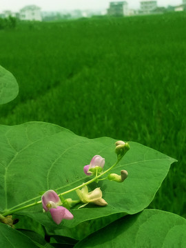 豆角花