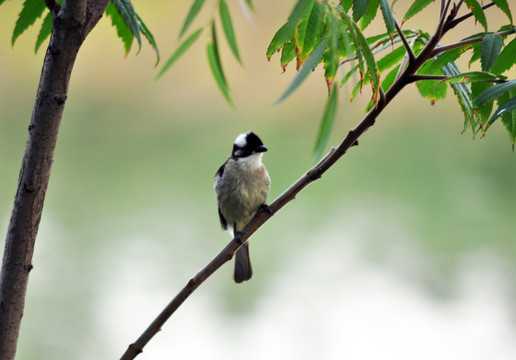 一只鳥(niǎo)
