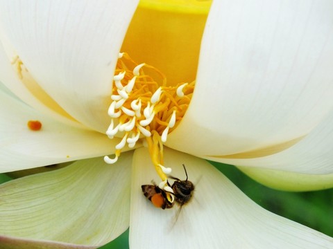 蜜蜂