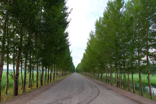 田間路 防風(fēng)林 路 小路 馬路