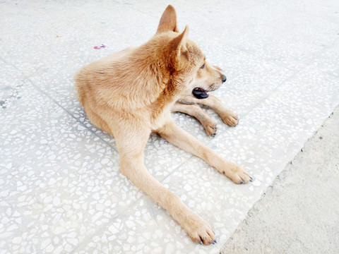 黃狗