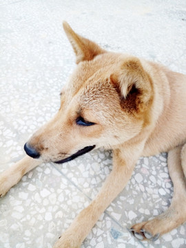 黃狗