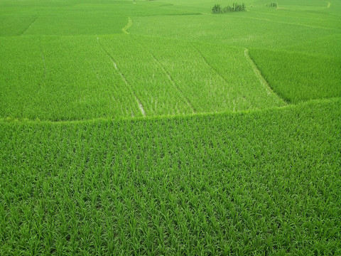 田野
