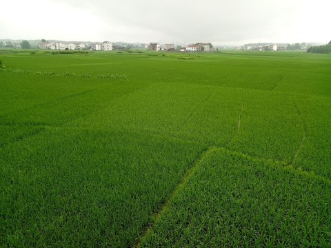 田野