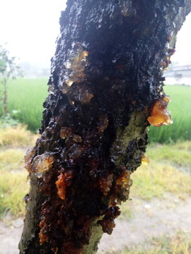 桃樹